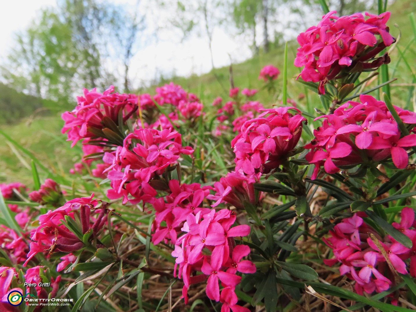 11 Daphne cneorum (Cneoro) coloratissima e profumatissima.JPG